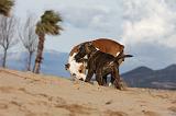AMSTAFF  ADULT & PUPPIES 038